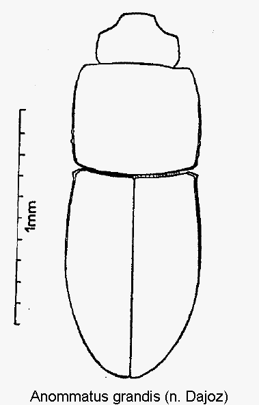 anommatus_grandis_hab.gif