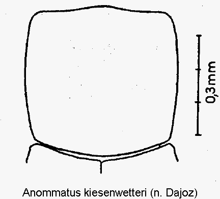 anommatus_kiesenwetteri_hsch.gif