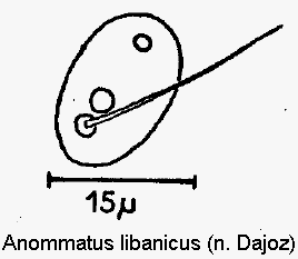 anommatus_libanicus_ms.gif