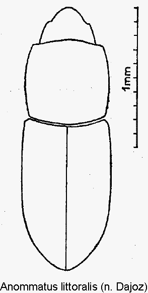 anommatus_littoralis_hab.gif