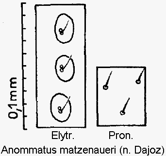 anommatus_matzenaueri_ms.gif