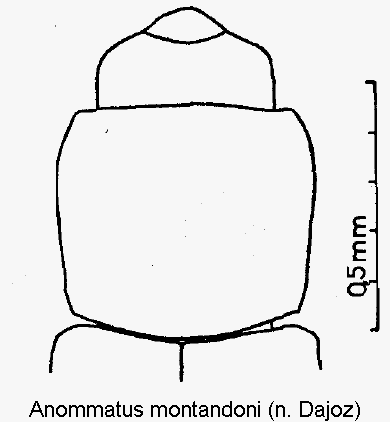 anommatus_montandoni_vk.gif