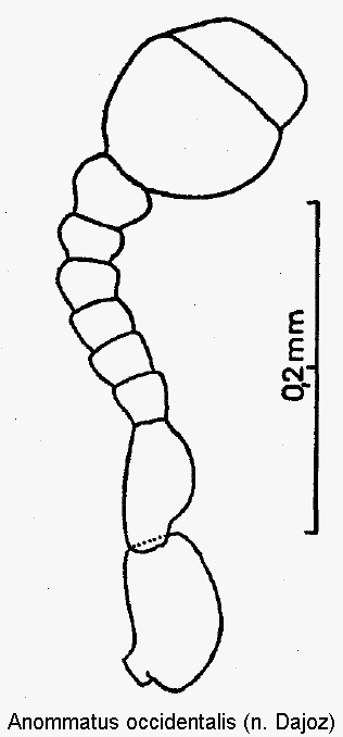 anommatus_occidentalis_f.gif
