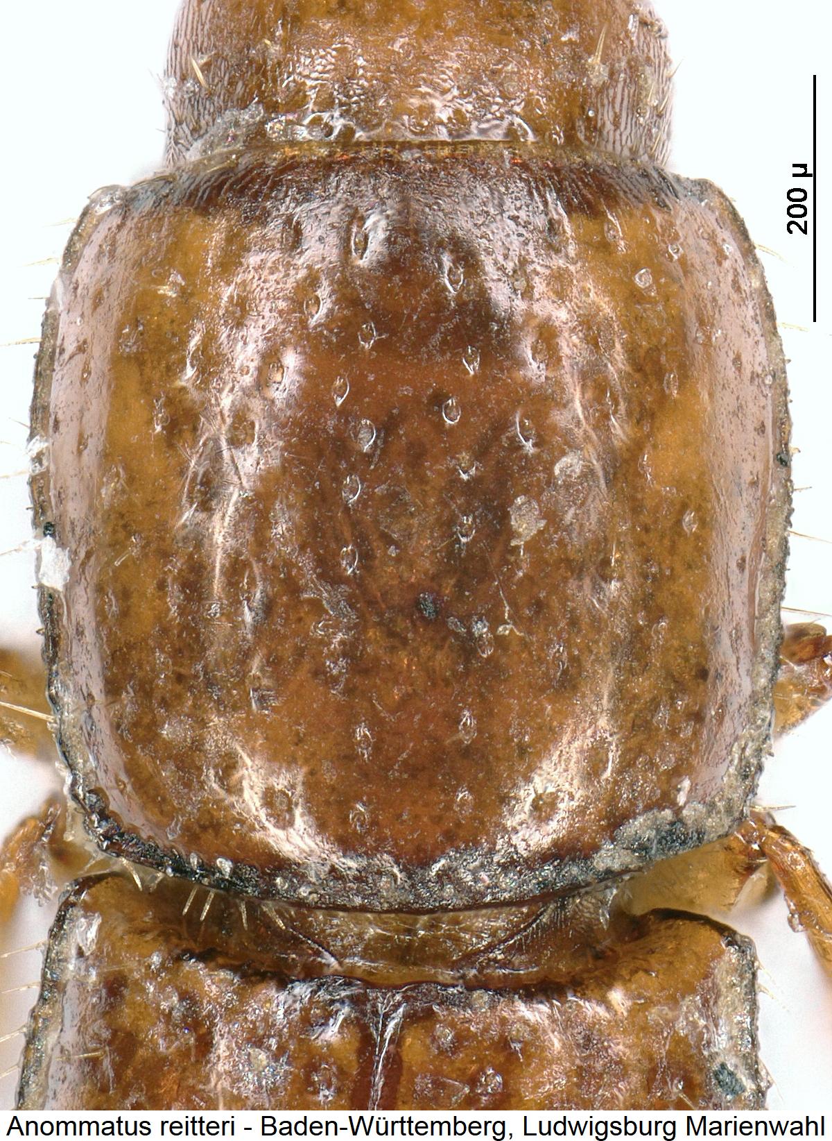 anommatus_reitteri_hsch.jpg