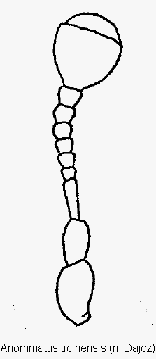 anommatus_ticinensis_f.gif