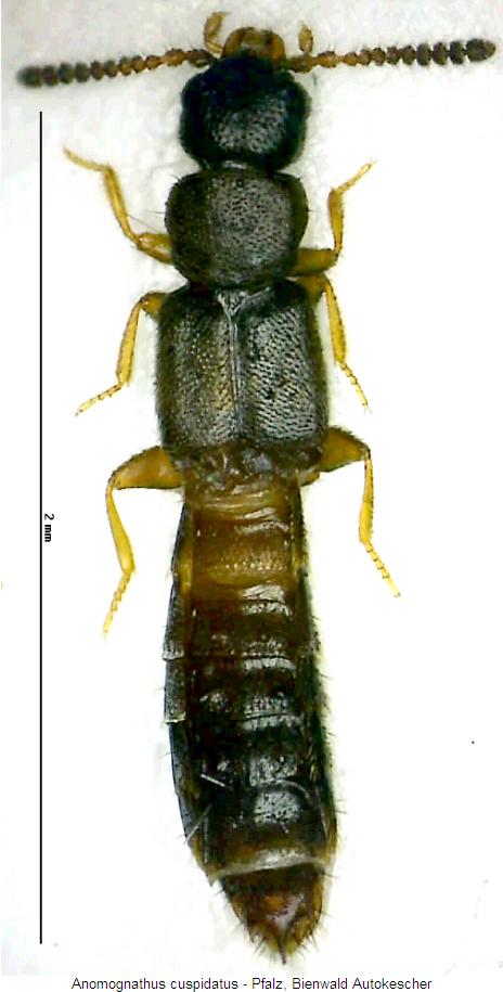 anomognathus_cuspidatus_hab.jpg