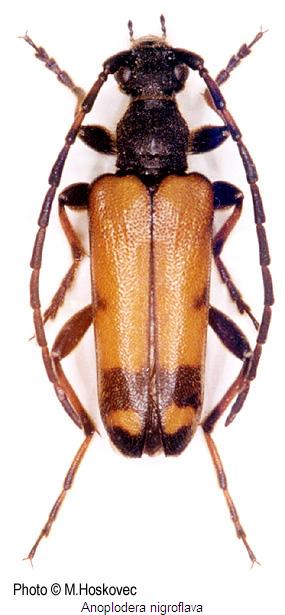 anoplodera_nigroflava_hab.jpg