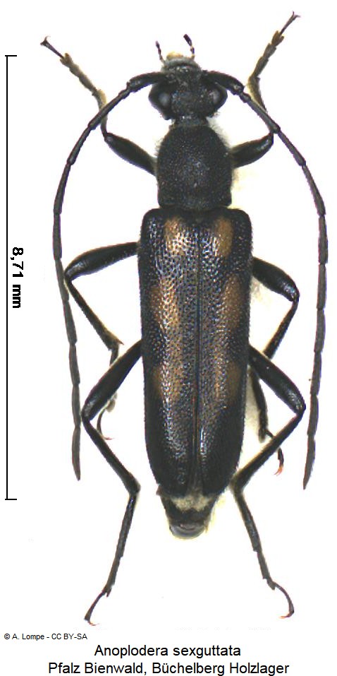 anoplodera_sexguttata_hab.jpg