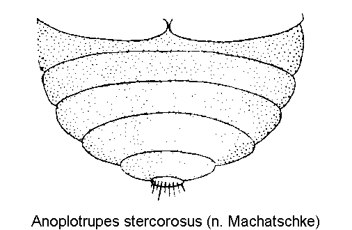 anoplotrupes_stercorosus_abd.gif