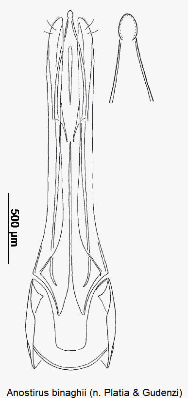 anostirus_binaghii.gif