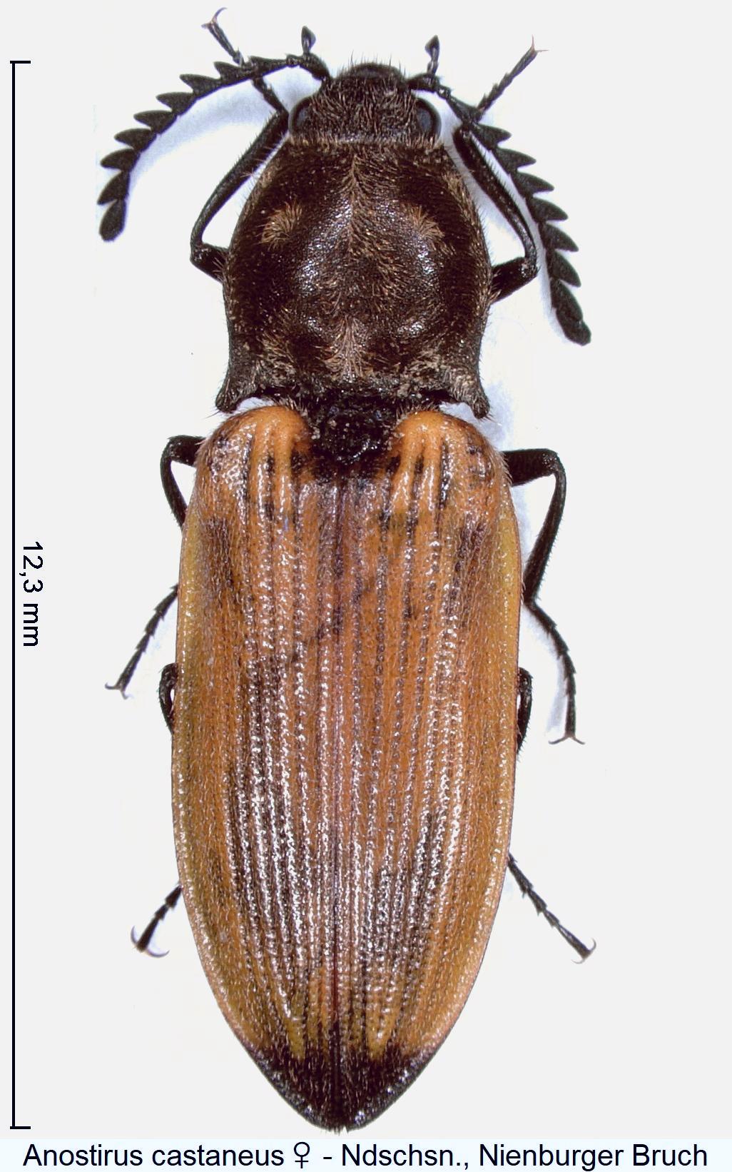 anostirus_castaneus_w_hab.jpg