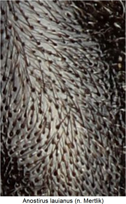 anostirus_lauianus_hsch_ms.jpg