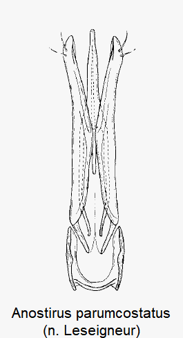 anostirus_parumcostatus.gif