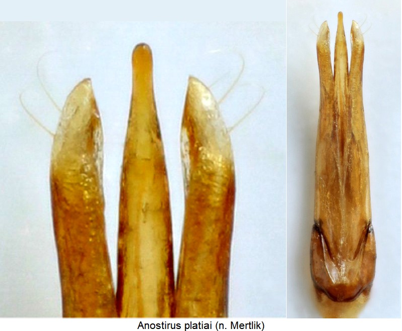 anostirus_platiai.jpg