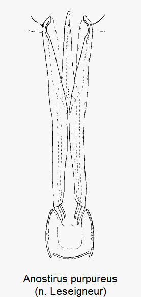 anostirus_purpureus.gif