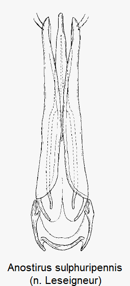 anostirus_sulphuripennis.gif