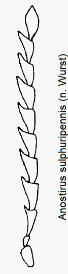 anostirus_sulphuripennis_f-1.gif