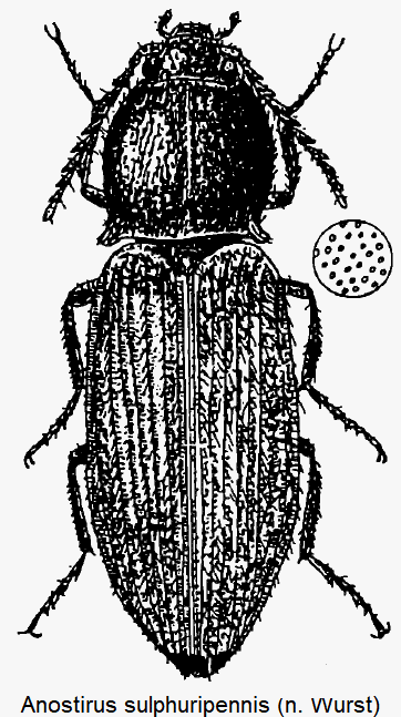 anostirus_sulphuripennis_hab.gif