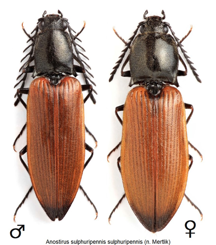 anostirus_sulphuripennis_hab.jpg