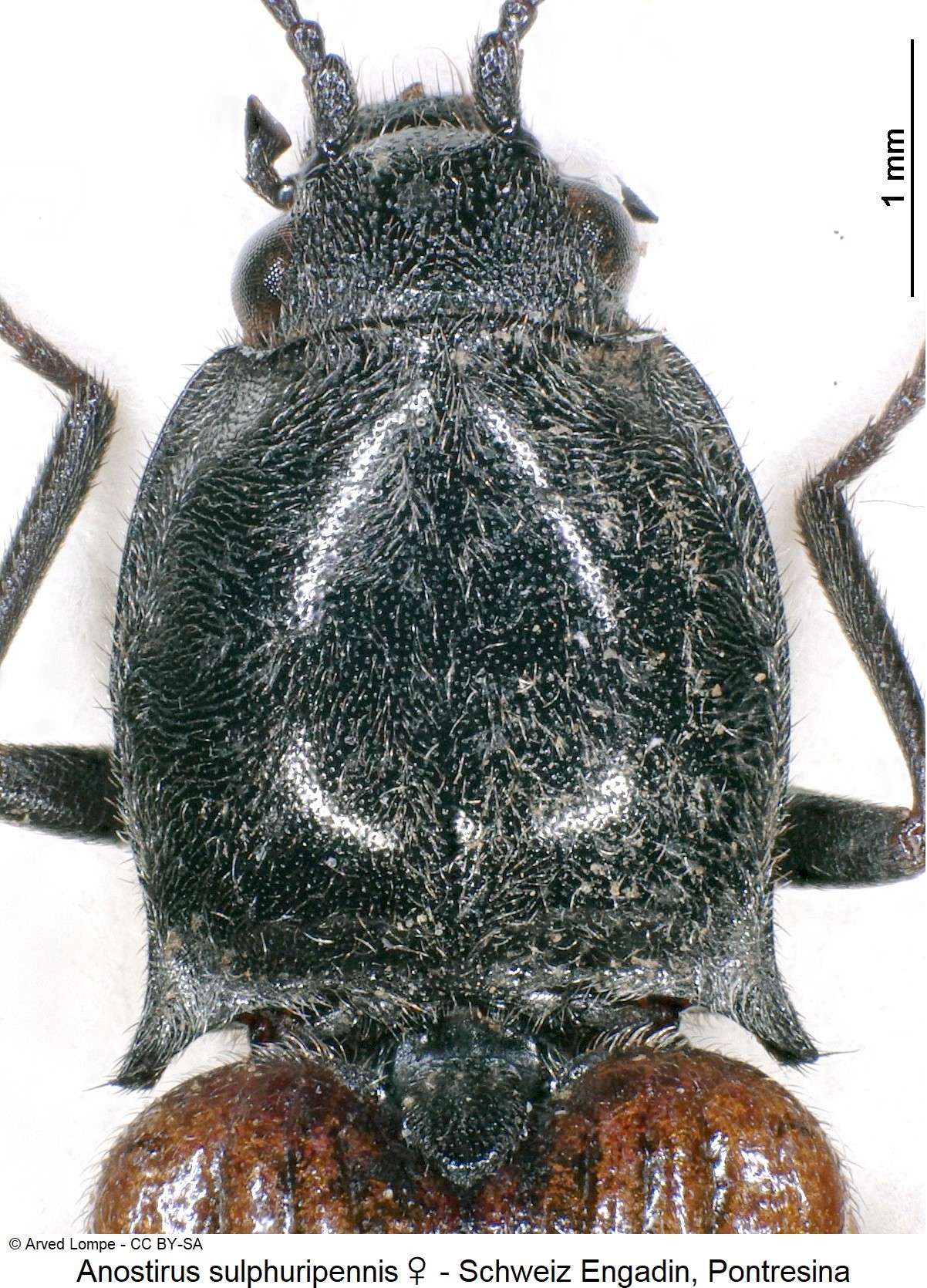 anostirus_sulphuripennis_w_$6964_hsch.jpg