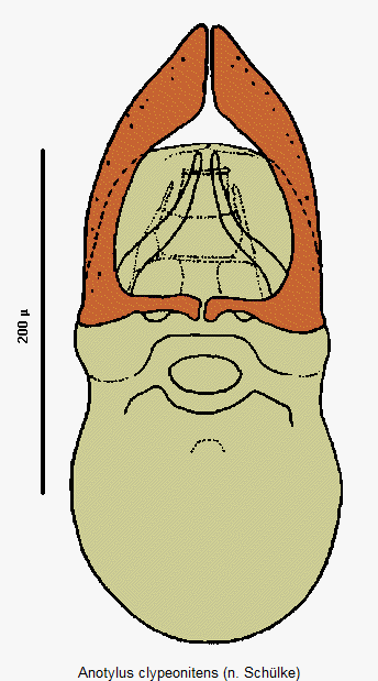 anotylus_clypeonitens.gif