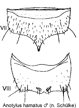 anotylus_hamatus_m_ster.gif