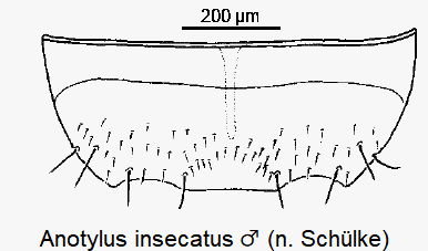 anotylus_insecatus_ck6949_ster.gif