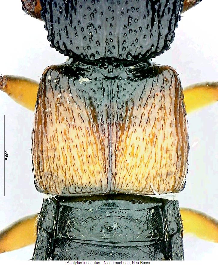 anotylus_insecatus_fld.jpg