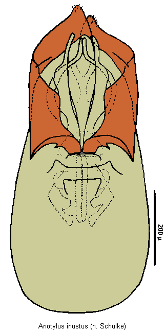 anotylus_inustus2.gif
