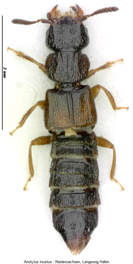 anotylus_inustus_hab.jpg