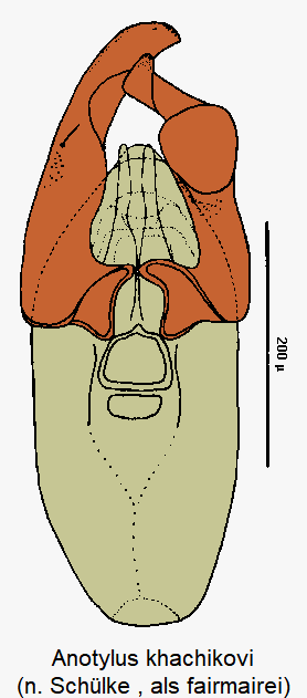 anotylus_khachikovi.gif