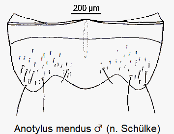 anotylus_mendus_m_ster.gif