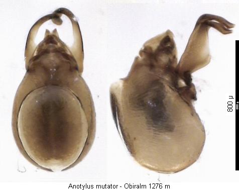 anotylus_mutator.jpg