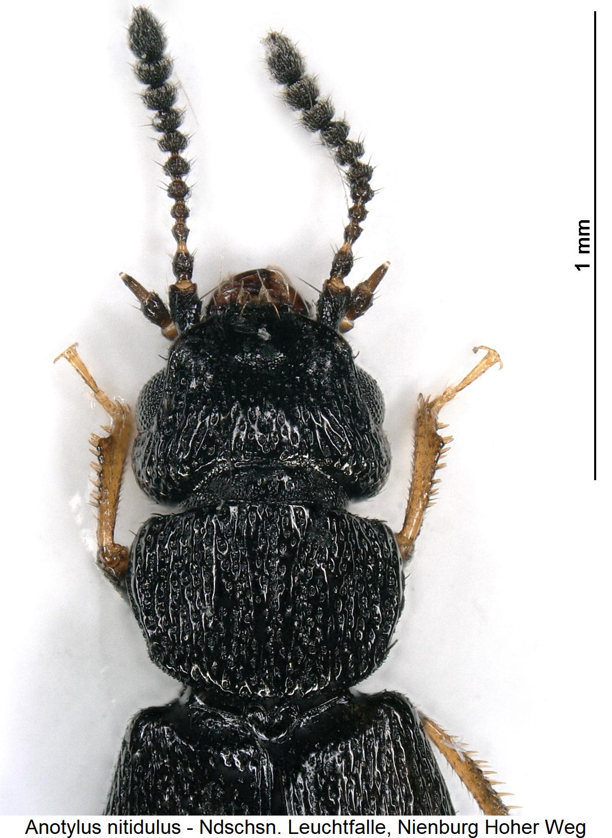 anotylus_nitidulus_vk.jpg