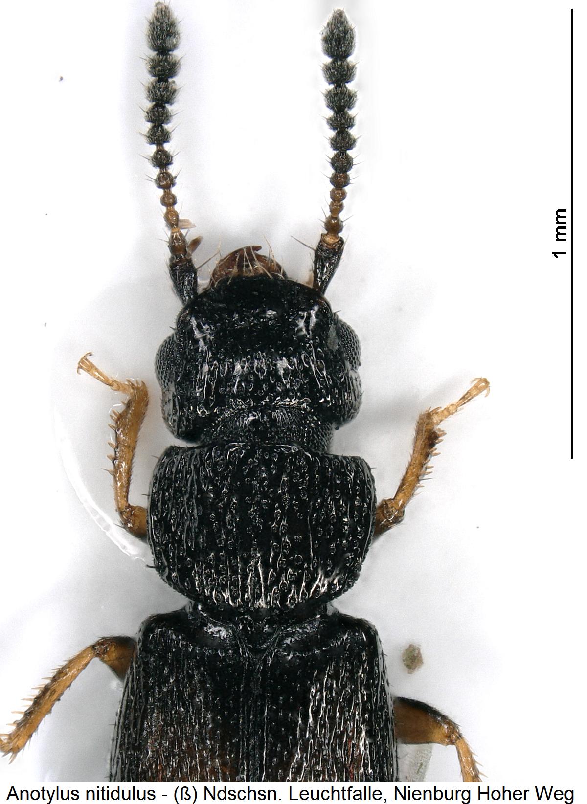 anotylus_nitidulus_vk1.jpg