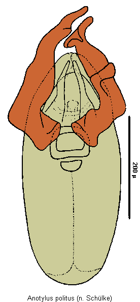anotylus_politus.gif