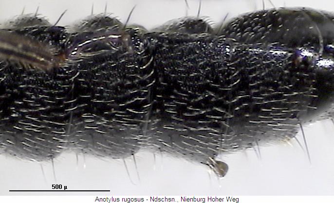 anotylus_rugosus_hlb.jpg
