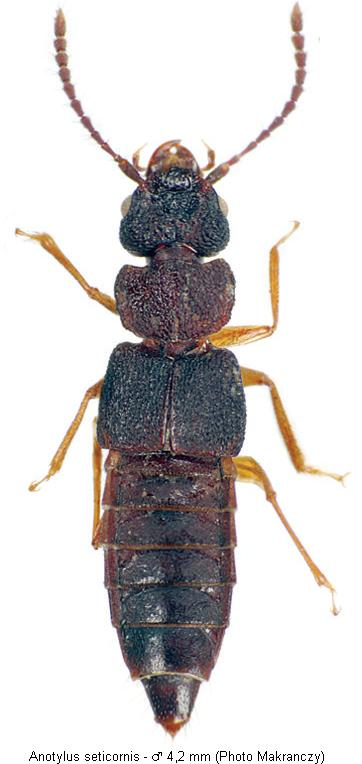 anotylus_seticornis_hab.jpg