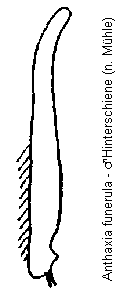 anthaxia_funerula_hschn.gif