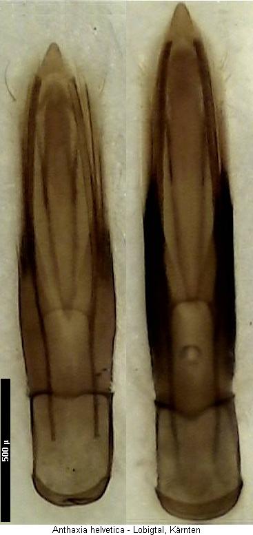 anthaxia_helvetica.jpg