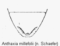 anthaxia_millefolii_abdomen.gif
