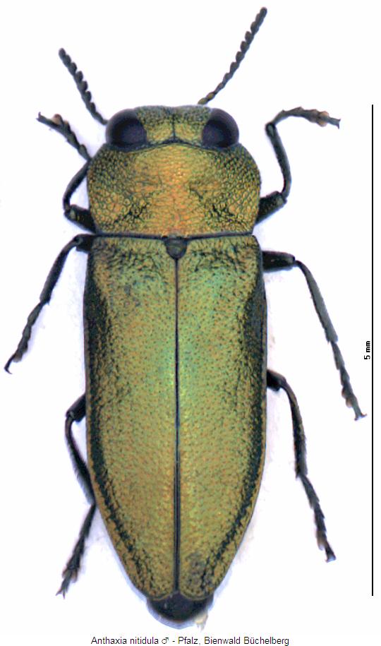anthaxia_nitidula_hab.jpg