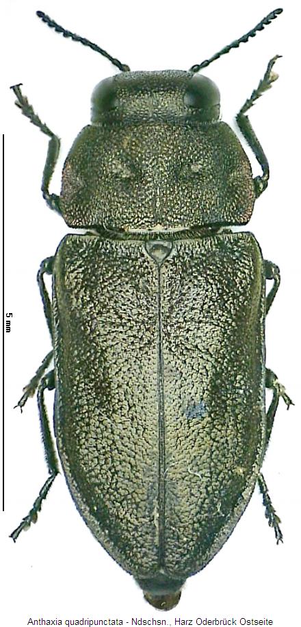 anthaxia_quadripunctata_hab.jpg