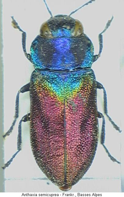 anthaxia_semicuprea_hab.jpg