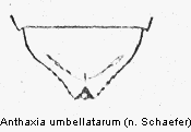 anthaxia_umbellatarum_abdomen.gif