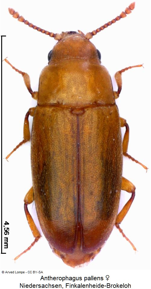 antherophagus_pallens_hab.jpg