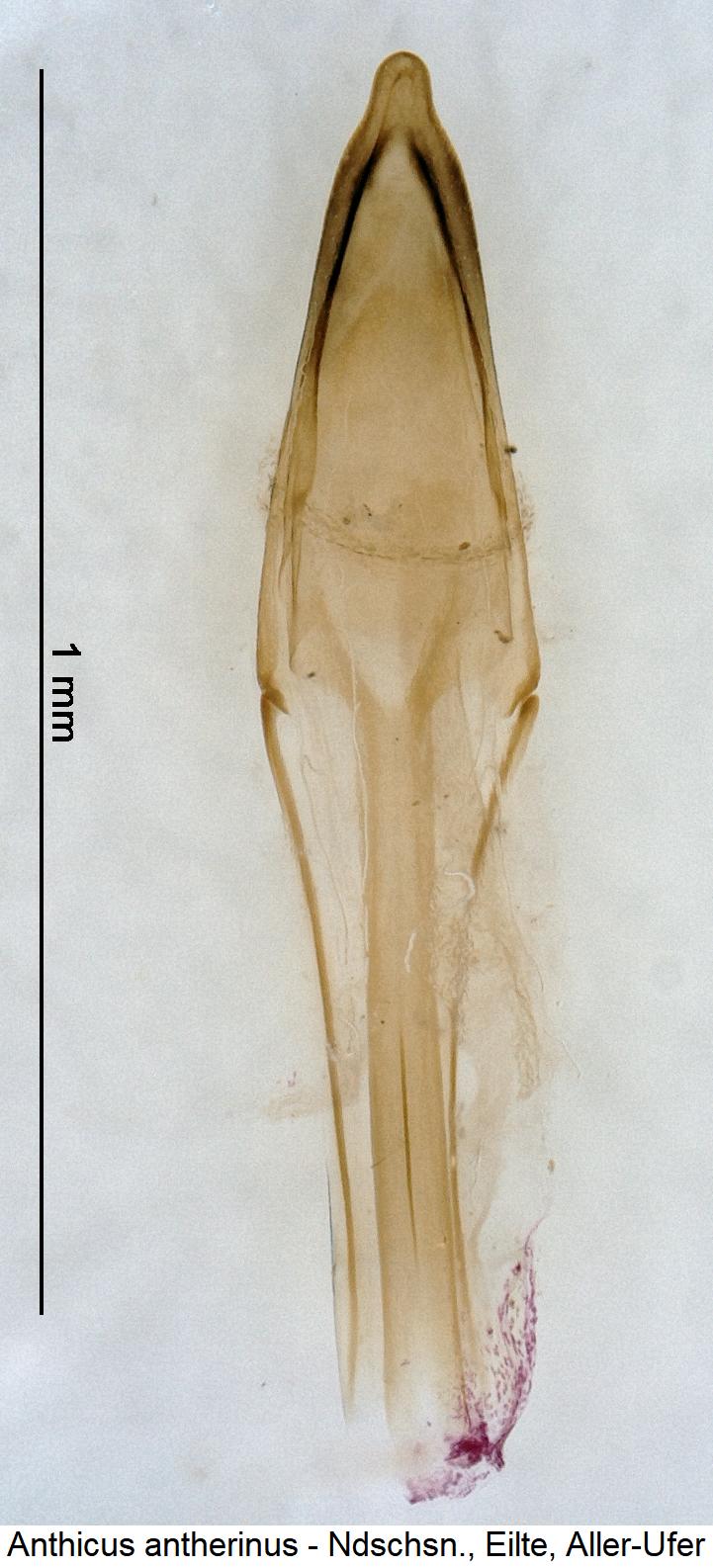 anthicus_antherinus.jpg