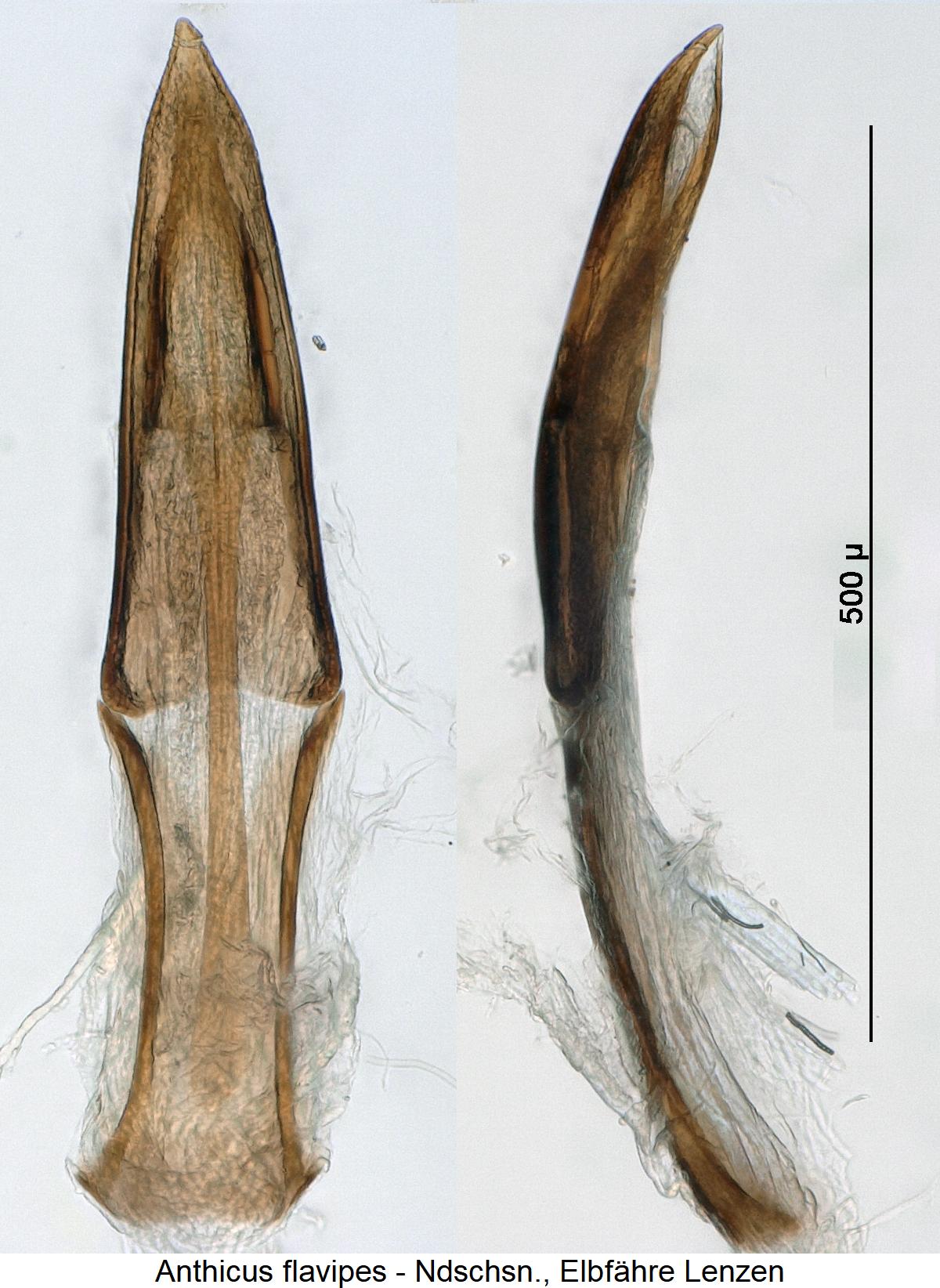 anthicus_flavipes2.jpg
