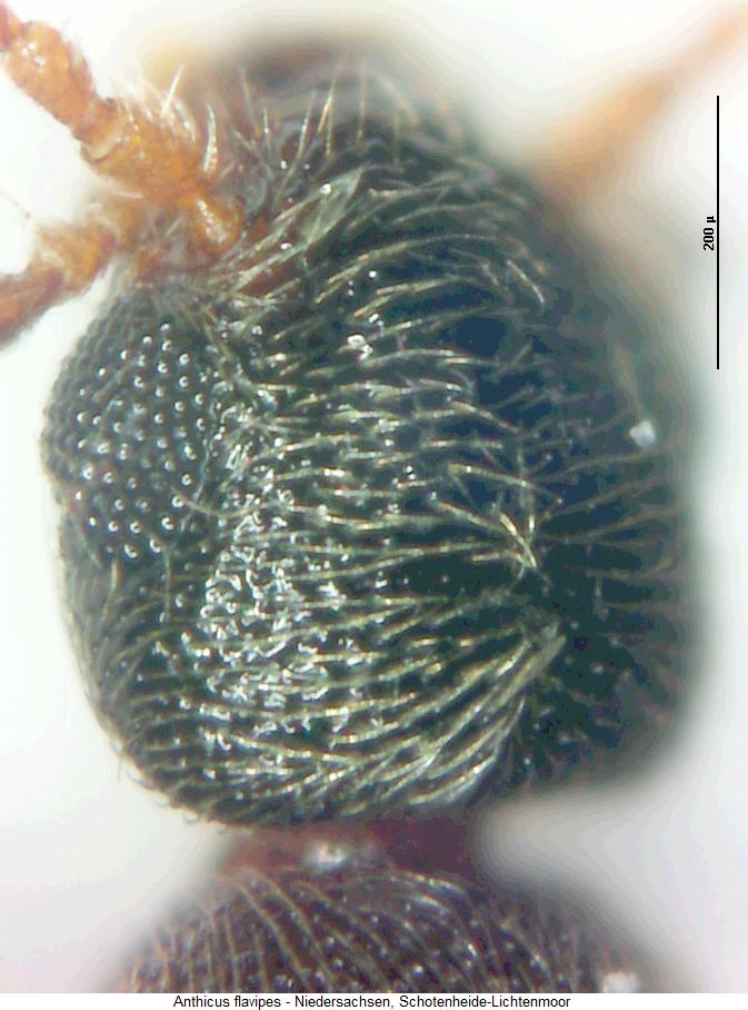 anthicus_flavipes_k.jpg