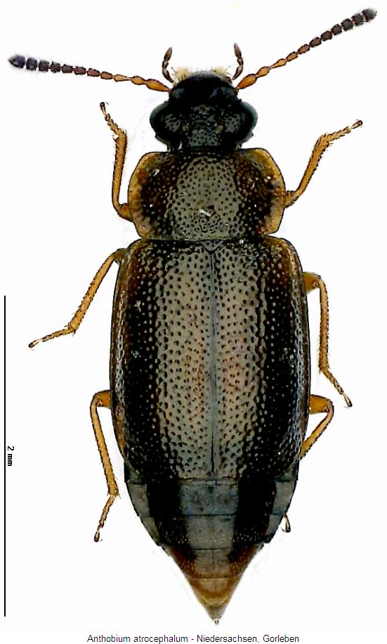 anthobium_atrocephalum_hab.jpg